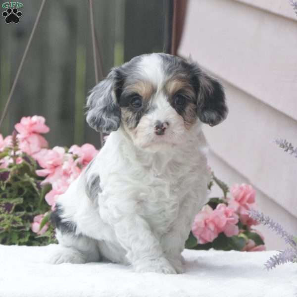 Splash, Cavapoo Puppy